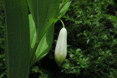 Polygonatum odoratum_Margarida Vila CC BY-NC