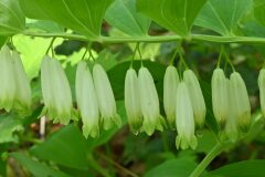 Polygonatum odoratum_Margarida Vila CC BY-NC
