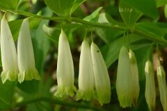 Polygonatum odoratum_Margarida Vila CC BY-NC