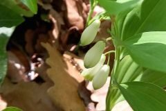 Polygonatum odoratum_Neus Julia