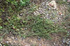 Polygonum aviculare_Joaquim Reberte