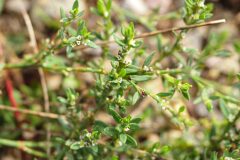 Polygonum aviculare_Joaquim Reberte