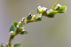 Polygonum aviculare_Joaquim Reberte