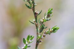 Polygonum aviculare_Joaquim Reberte