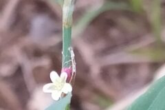 Polygonum aviculare_Merce Vallicrosa CC BY-NC