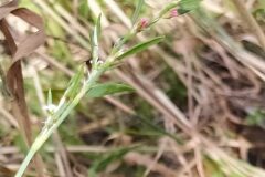 Polygonum aviculare_Merce Vallicrosa CC BY-NC