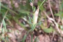 Polygonum aviculare_Merce Vallicrosa CC BY-NC