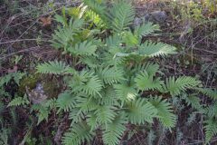 Polypodium cambricum_Gabriel Huguet