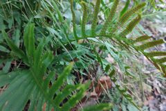 Polypodium cambricum_Iris Puertas