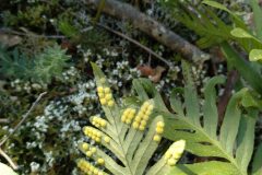 Polypodium cambricum_Jaume Marti CC BY-NC