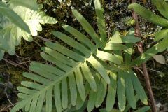 Polypodium cambricum_Jaume Marti CC BY-NC