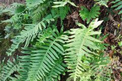 Polypodium cambricum_Maria Lluisa