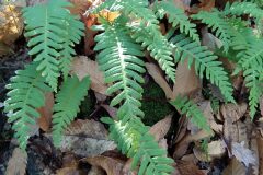 Polypodium cambricum_Merce Vallicrosa CC BY-NC