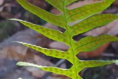 Polypodium cambricum_Merce Vallicrosa CC BY-NC