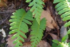 Polypodium cambricum_Merce Vallicrosa CC BY-NC
