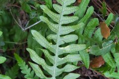 Polypodium cambricum_Merce Vallicrosa CC BY-NC