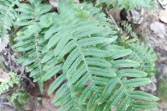 Polypodium interjectum_Francisco Aguayo CC BY-NC