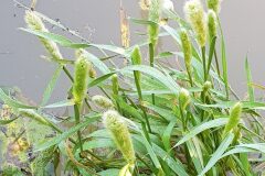 Polypogon monspeliensis_Roger Vila CC BY-NC