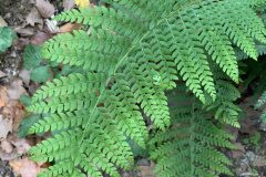 Polystichum setiferum_Begona Travy CC BY-NC