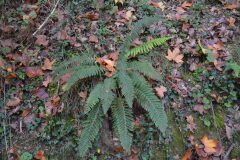 Polystichum setiferum_Gabriel Huguet