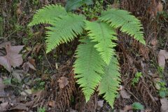 Polystichum setiferum_Gabriel Huguet