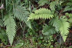 Polystichum setiferum_Gabriel Huguet