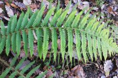 Polystichum setiferum_Isabel Gallen