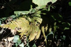 Polystichum setiferum_Jaume Marti CC BY-NC