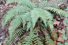 Polystichum setiferum_Joaquim Reberte
