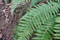 Polystichum setiferum_Joaquim Reberte
