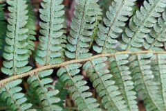 Polystichum setiferum_Joaquim Reberte