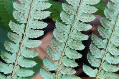 Polystichum setiferum_Joaquim Reberte