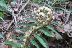 Polystichum setiferum_Jordi Puyuelo