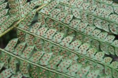 Polystichum setiferum_Jordi Puyuelo