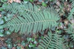 Polystichum setiferum_Jordi Puyuelo