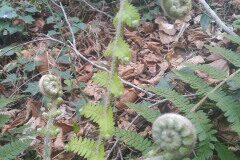 Polystichum setiferum_Laia Segarra