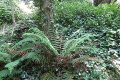 Polystichum setiferum_Margarida Vila CC BY-NC