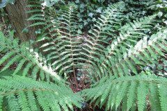 Polystichum setiferum_Margarida Vila CC BY-NC