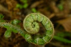 Polystichum setiferum_Margarida Vila CC BY-NC