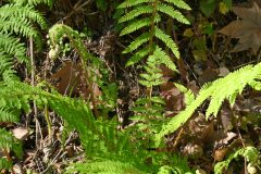 Polystichum setiferum_Margarida Vila CC BY-NC