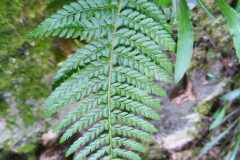 Polystichum setiferum_Merce Vallicrosa CC BY-NC