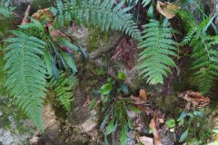 Polystichum setiferum_Merce Vallicrosa CC BY-NC