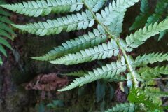 Polystichum setiferum_Merce Vallicrosa CC BY-NC
