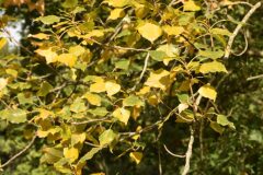 Populus ×canadensis_Gabriel Huguet