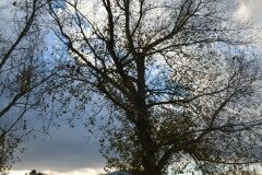 Populus ×canadensis_Gabriel Huguet