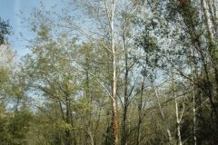 Populus alba_Gabriel Huguet