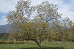 Populus nigra_Pere Barnola CC BY-SA