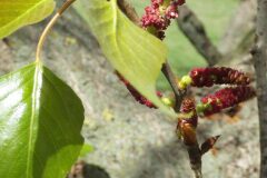 Populus nigra_Pere Barnola CC BY-SA