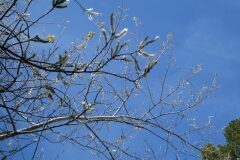 Populus tremula tremula_Anna Llandrich