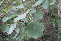 Populus tremula tremula_Jordi Puyuelo